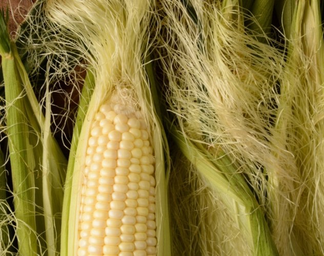 狗狗喝玉米鬚茶