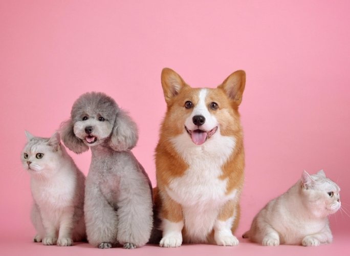 寵物喪失心理調適