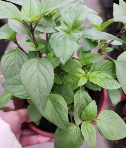 九層塔品種比較