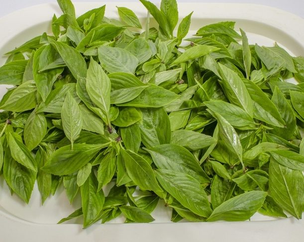 九層塔肥料推薦