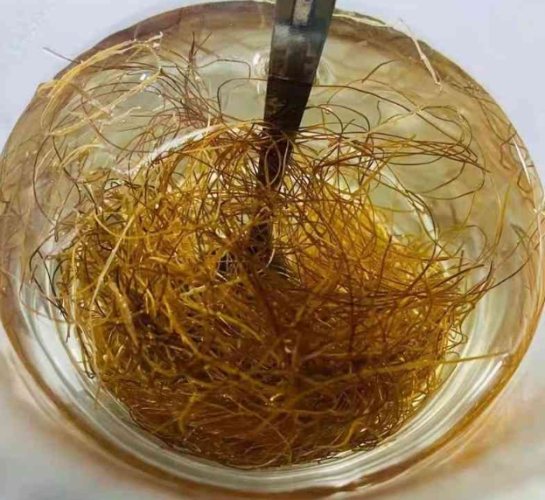 玉米茶健康益處