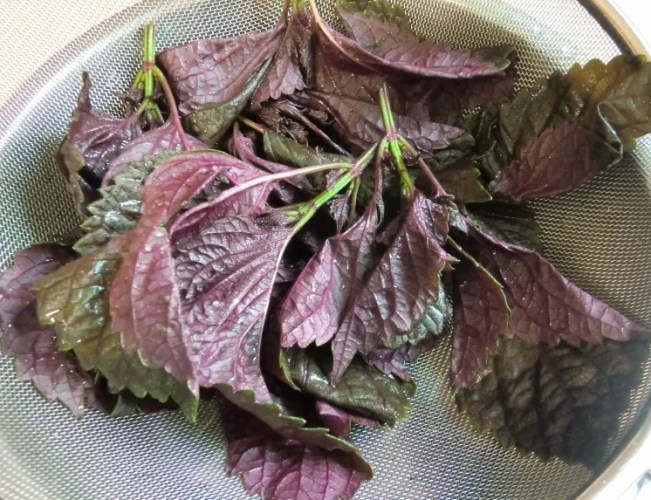 紫蘇茶功效 紫蘇茶功效