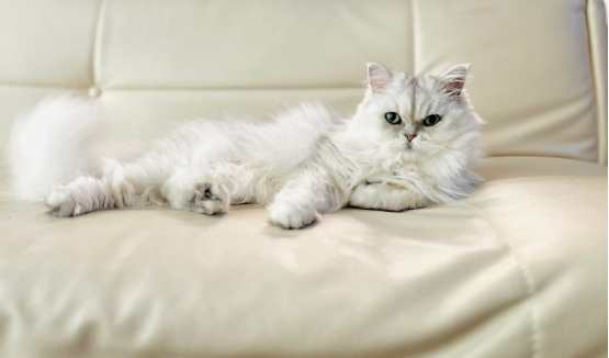 波斯貓常見病症