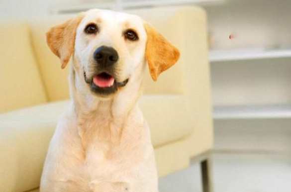 寵物毛囊炎症狀