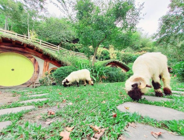 茶樹森林旅遊 茶樹森林旅遊