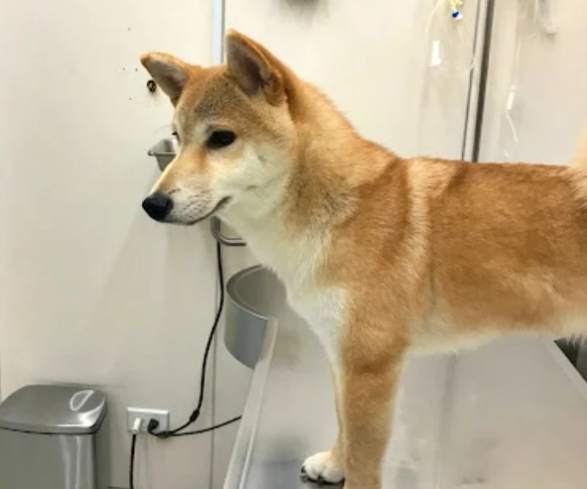 貓狗住院收費 貓狗住院收費