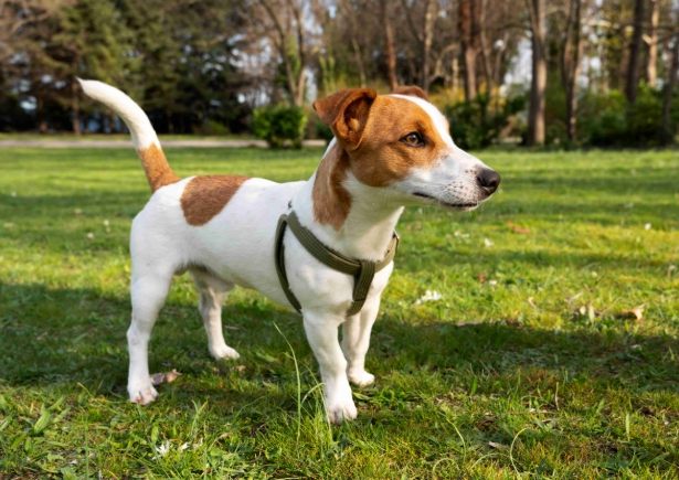 傑克羅素訓練方法