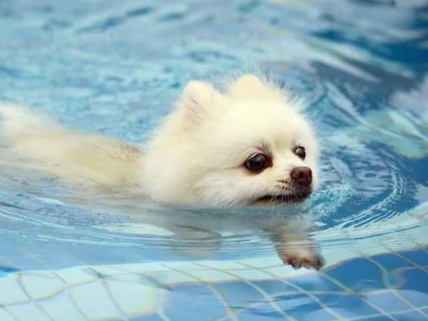 狗狗發燒症狀 狗狗發燒症狀