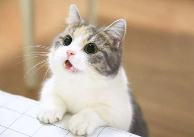 貓角膜受傷預防 貓角膜受傷預防