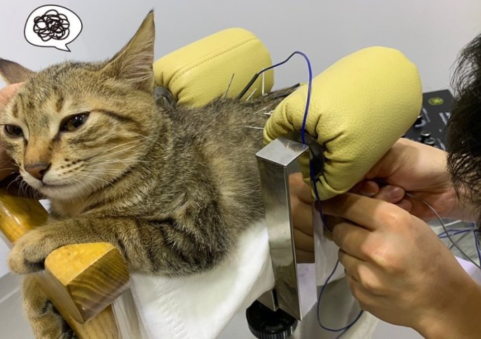 針灸治療貓咪成本 針灸治療貓咪成本