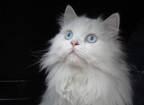 白色波斯貓飼養 白色波斯貓飼養