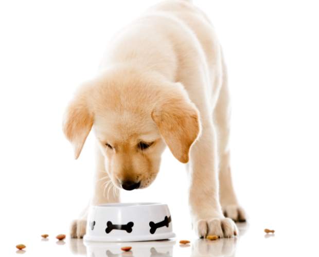 寵物吃飯禁忌 寵物吃飯禁忌