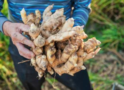 薑麻鴨做法 薑麻鴨做法