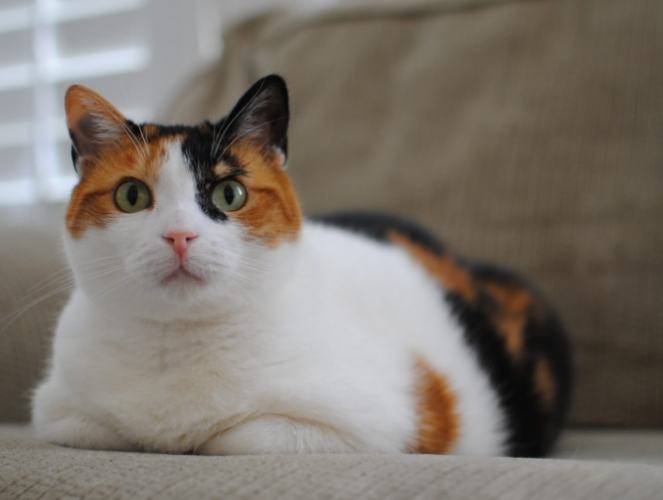 貓瘟疫苗接種 貓瘟疫苗接種