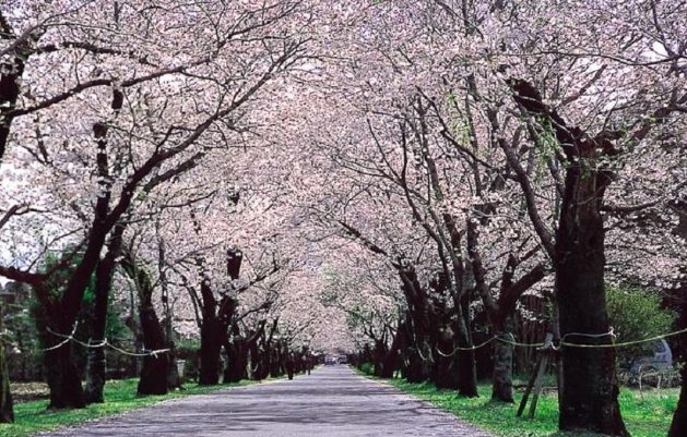 台灣賞櫻景點 台灣賞櫻景點