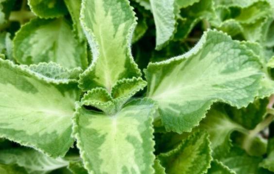 左手香種植技巧