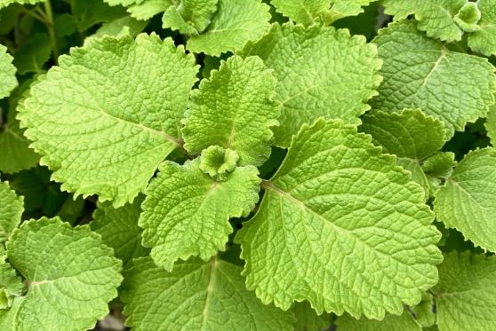 左手香安全使用