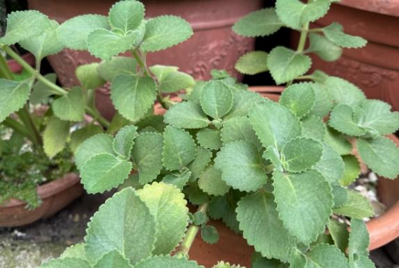 左手香安全使用