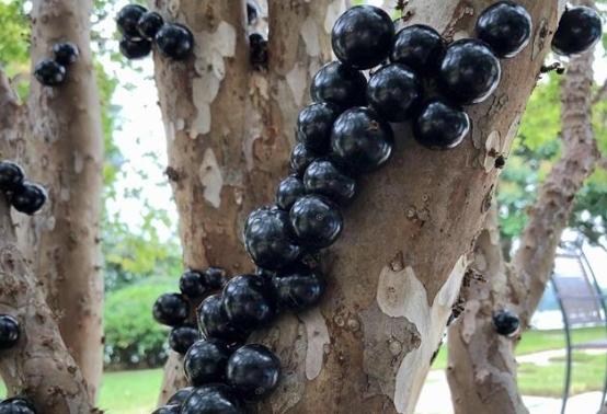 樹葡萄特徵