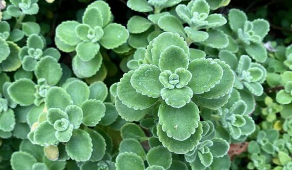 左手香养护方法