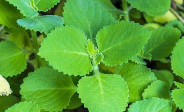 植物壽命延長 植物壽命延長