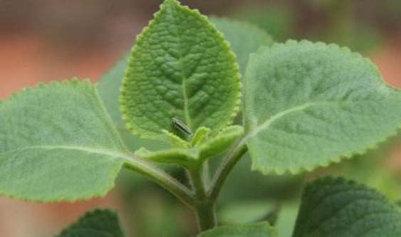 到手香養護 到手香養護