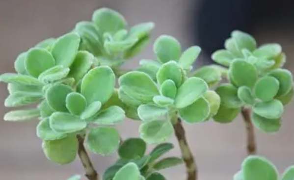 到手香養護 到手香養護