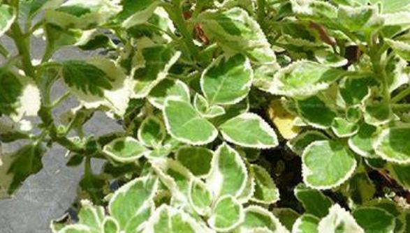 植物壽命延長 植物壽命延長