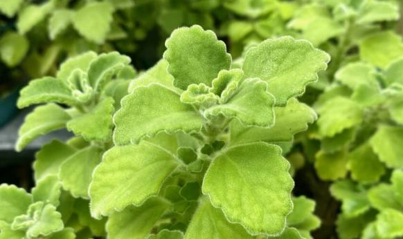 左手香種植技巧