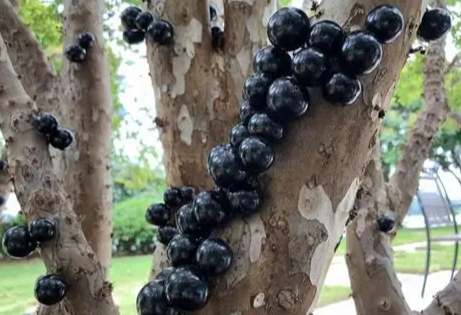 嘉寶果高壓繁殖