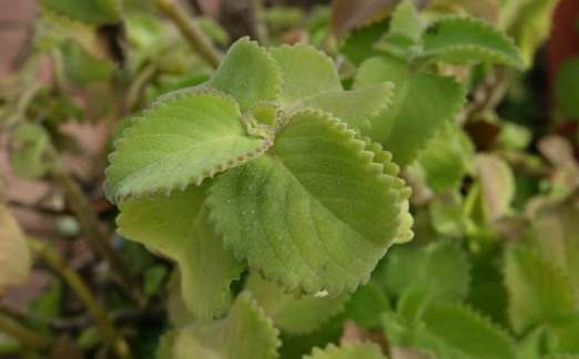 到手香養護 到手香養護