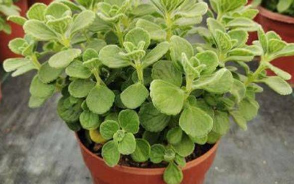 到手香養護 到手香養護