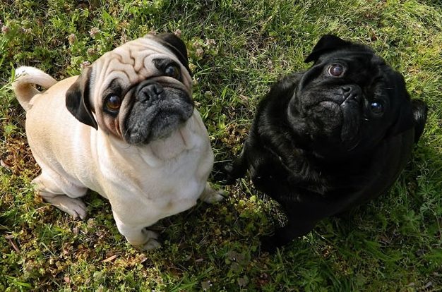 八哥犬壽命延長