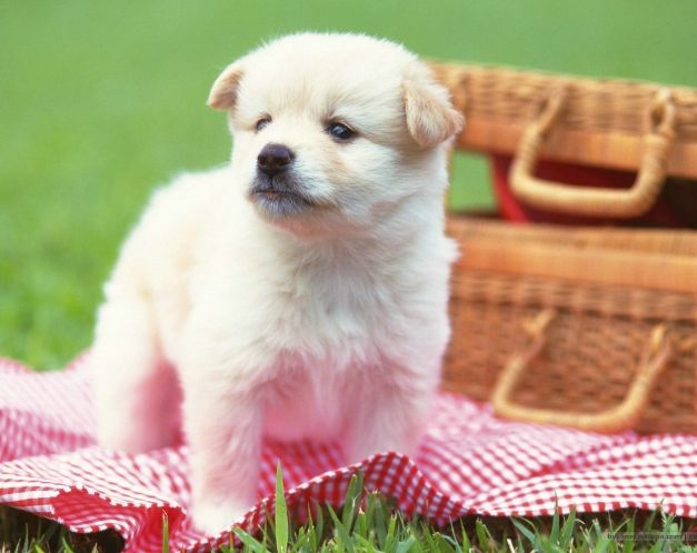 小狗健康照顧 小狗健康照顧