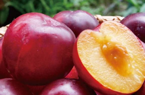 黃肉李子營養價值