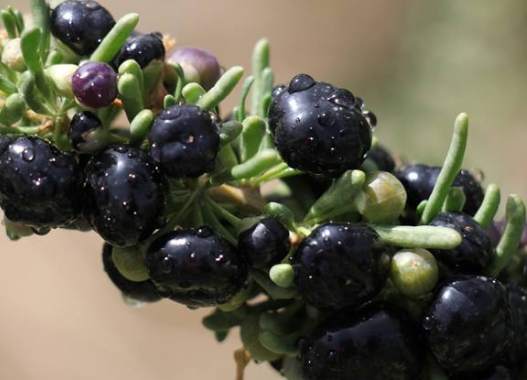 黑枸杞 食用方法