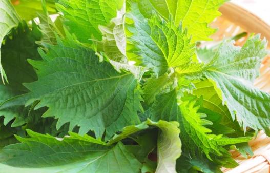 紫蘇葉功效