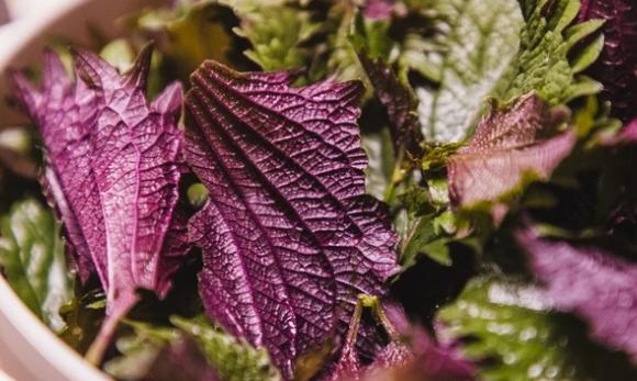 紅紫蘇使用方法