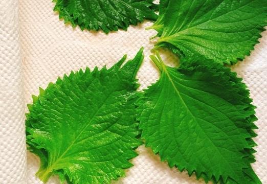 紫蘇葉過量風險