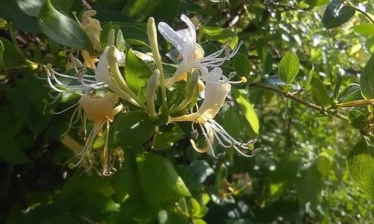 金銀花外敷方法