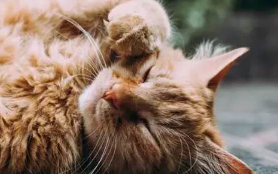 流浪貓屍體處理