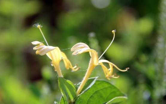 金銀花外敷功效