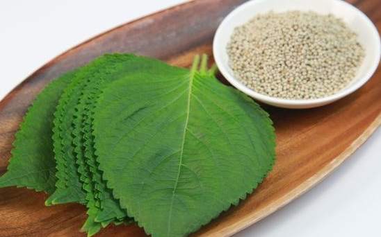 紫蘇葉食用安全