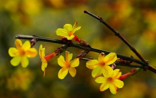 連翹金銀花副作用