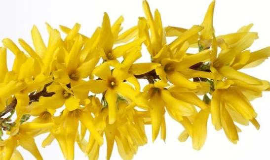 連翹金銀花用法