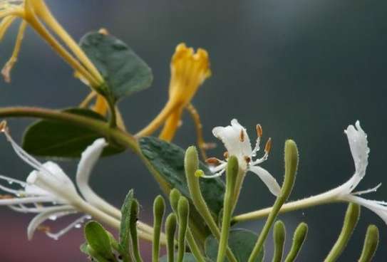 連翹金銀花用法