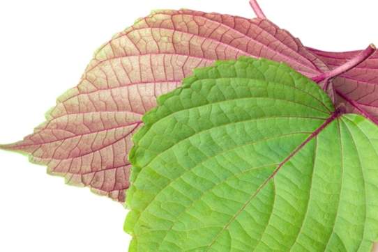 紅紫蘇使用方法