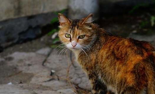 死掉流浪貓處理方法