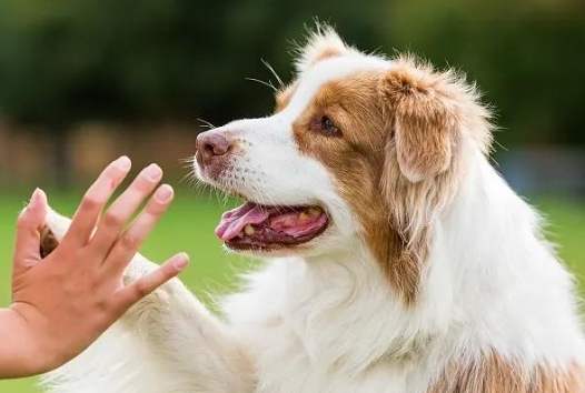 如何處理寵物離世情緒