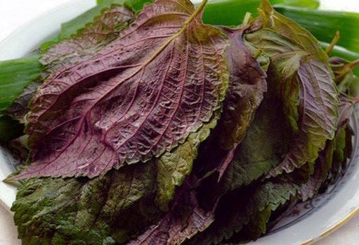 紫蘇葉食用安全